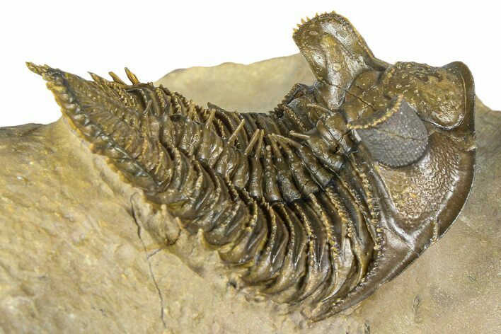 Spiny, Tower Eyed Erbenochile Trilobite - Morocco #363020